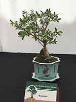 Boxwood